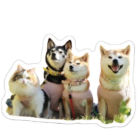 【予約販売】 柴犬 モカ＆アン＆サラ シール 5枚セット SE005NN