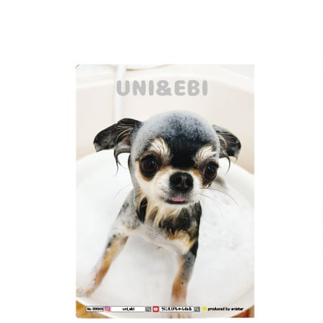 【予約販売】 チワワのUNI＆EBI 犬 A5ノート帳 No006NN