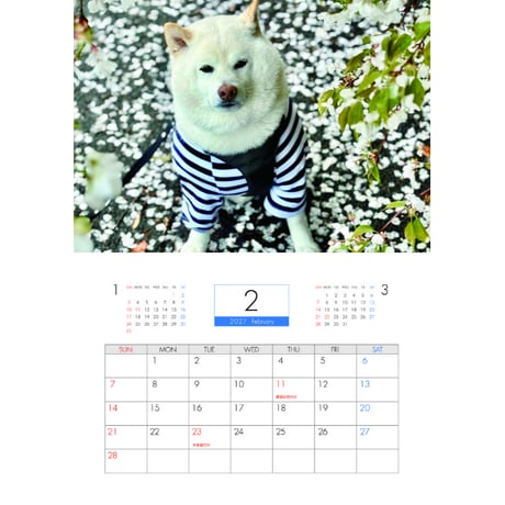 【予約販売】 白柴ごん太 柴犬 2027年 壁掛け カレンダー KK27006