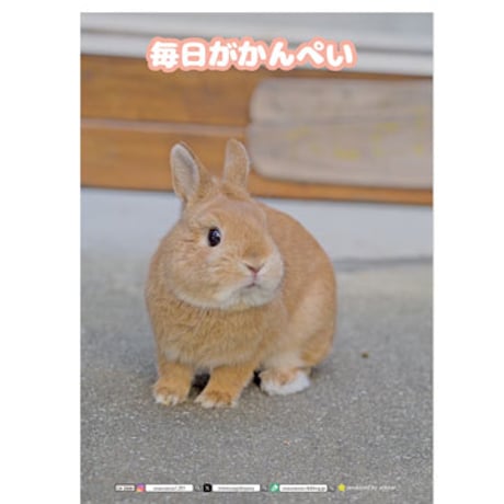 【予約販売】 うさぎの毎日がかんぺい 2025年 家計簿帳 CA25061