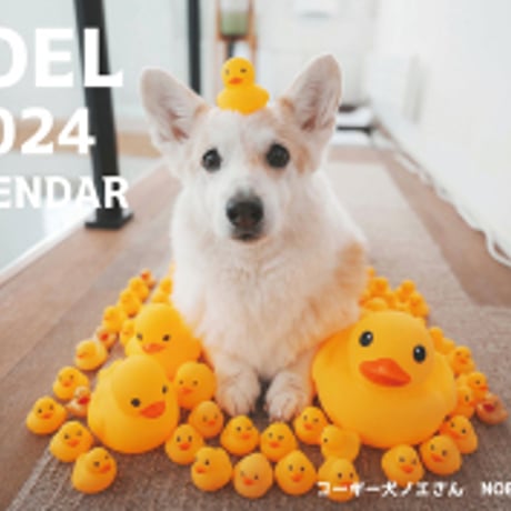 【予約販売】 コーギー犬 ノエル 2024年 壁掛け カレンダー KK24293