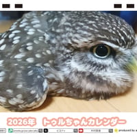 【予約販売】 ふくろうのトゥルちゃん 2026年 卓上カレンダー TC26108