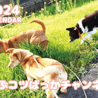 【予約販売】 犬の遊ぶコツばっかチャンネル 2024年 壁掛け カレンダー KK24180