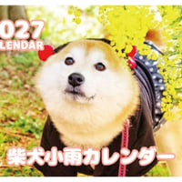 【予約販売】 柴犬 小雨 2027年 壁掛け カレンダー KK27014