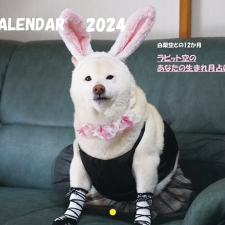 【予約販売】 白柴犬 空 kuu 2024年 壁掛け カレンダー KK24162