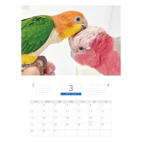 【予約販売】 2羽と暮らすあんずちゃんねる インコ 2026年 壁掛け カレンダー KA26341