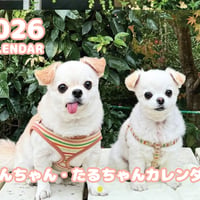 【予約販売】 てんちゃん・たるちゃん 犬 2026年 壁掛けカレンダー KK26256