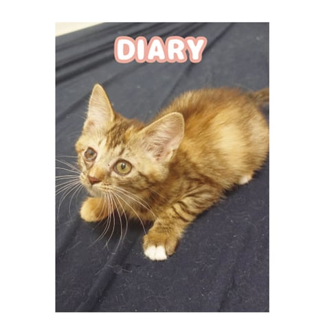 【予約販売】 ねこかます 猫 日記帳 DR002NN