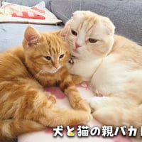 【予約販売】 犬と猫の親バカ日記 じゅんちゃん茶太郎 2026年 壁掛けカレンダー KA26208