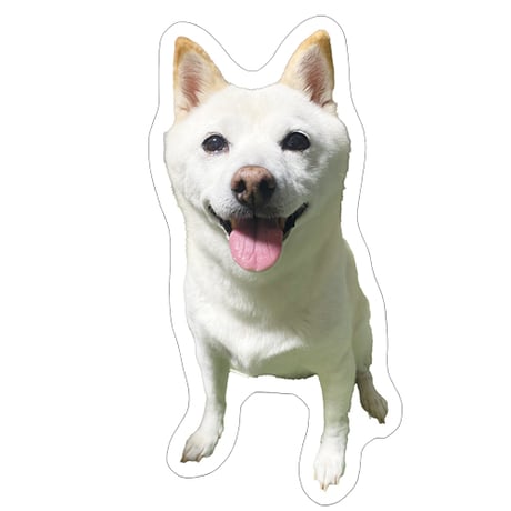【予約販売】 白柴 小梅 犬 ステッカー 3枚セット SU014NN
