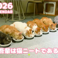 【予約販売】 吾輩は猫ニートである。 2026年 壁掛け カレンダー KA26347