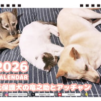 【予約販売】 元保護犬の竜之助とアッチャン 2026年 卓上 カレンダー TC26296
