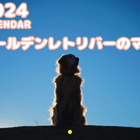 【予約販売】 ゴールデンレトリバー犬のマル 2024年 壁掛け カレンダー KK24146