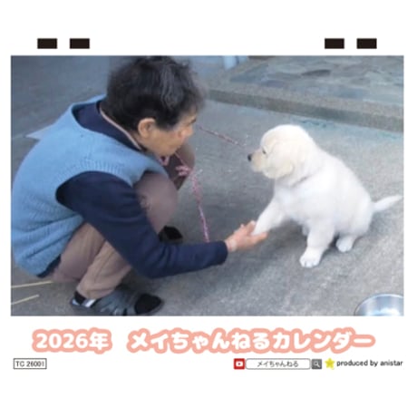 【予約販売】 ゴールデンレトリバー メイ 犬 2026年 卓上半面 カレンダー TC26080