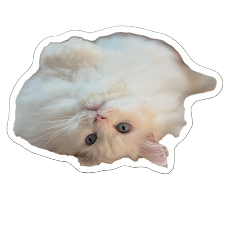 【予約販売】 あつまれちいかまの森 猫 シール 5枚セット SE020NN