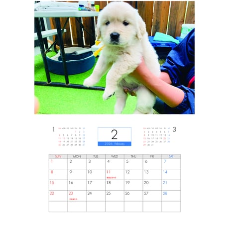 【予約販売】 ゴールデンレトリバー メイ 犬 2026年 壁掛け カレンダー KK26079
