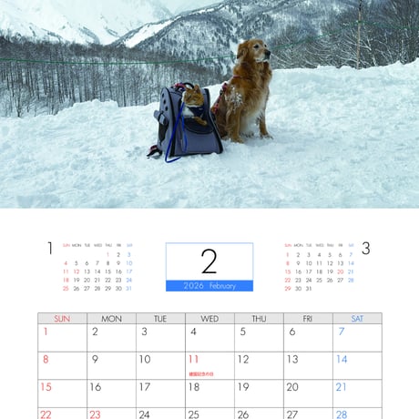 【予約販売】 ぺろりんず！ ゴールデンレトリバー 犬＆保護猫  2026年 壁掛け カレンダー KA26290