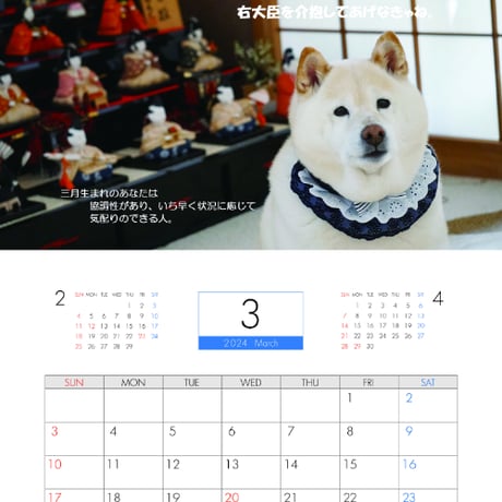【予約販売】 白柴犬 空 kuu 2024年 壁掛け カレンダー KK24162