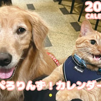 【予約販売】 ぺろりんず！ ゴールデンレトリバー 犬＆保護猫  2026年 壁掛け カレンダー KA26290