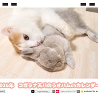 【予約販売】 うさぎのコガラナ天パのうさハムch 2026年 卓上カレンダー TC26191
