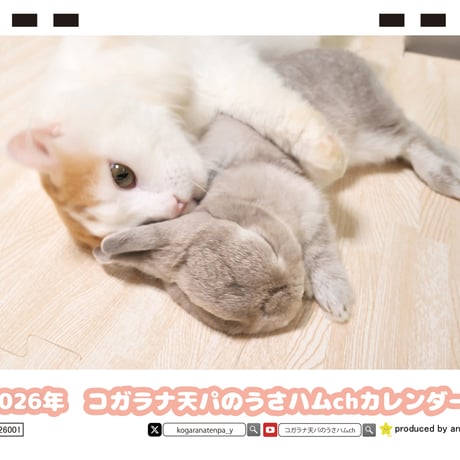 【予約販売】 うさぎのコガラナ天パのうさハムch 2026年 卓上カレンダー TC26191