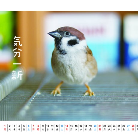 【予約販売】 鳥 インコのポコそら 2024年 卓上 カレンダー TC24092