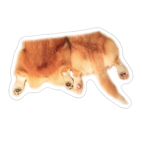 【予約販売】 初めてのコーギー 犬 ステッカー 3枚セット SU012NN