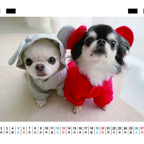 【予約販売】 チワワのUNI＆EBI 犬 2026年 卓上カレンダー TC26118