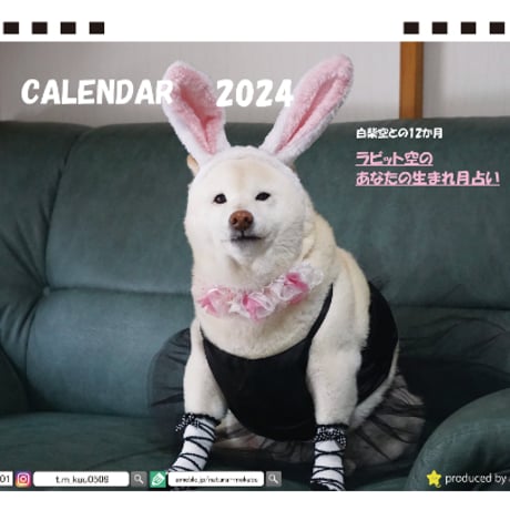 【予約販売】 白柴犬 空 kuu 2024年 卓上 カレンダー TC24163