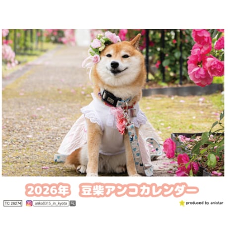 【予約販売】 豆柴アンコ 犬 2026年 卓上カレンダー TC26274