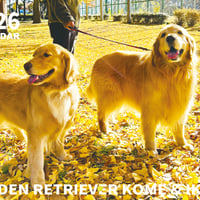 【予約販売】 コメ&イクラ ゴールデンレトリバー 犬 2026年 壁掛け カレンダー KK26285