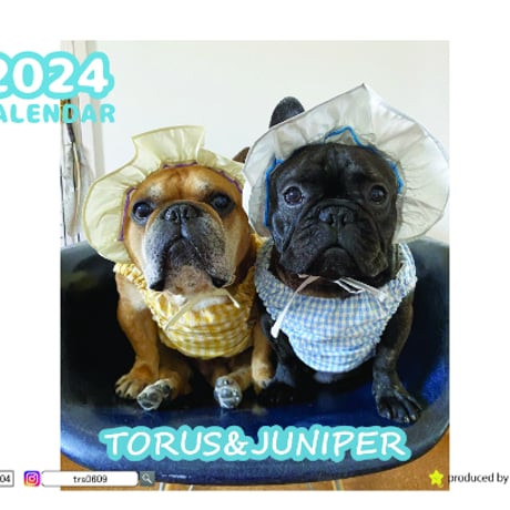 【予約販売】 フレンチブルドッグ犬のtorus トーラス 2024年 卓上 カレンダー TC24004