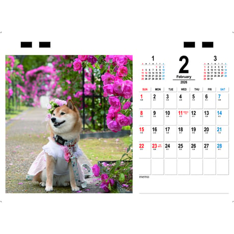 【予約販売】 豆柴アンコ 犬 2026年 卓上カレンダー TC26274