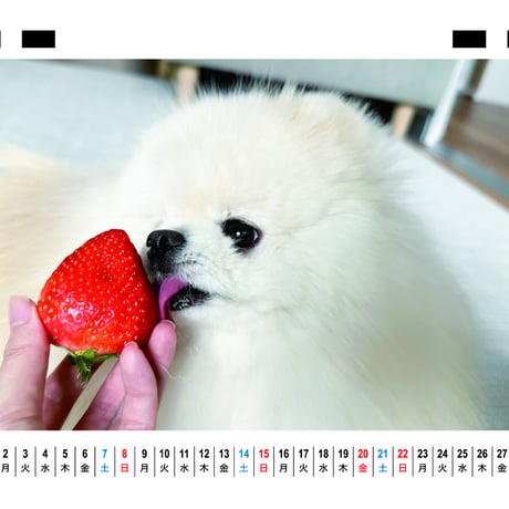 【予約販売】 ポテチ 犬 猫のレモンと犬のポテチちゃんねる 2026年 卓上 カレンダー TC26307