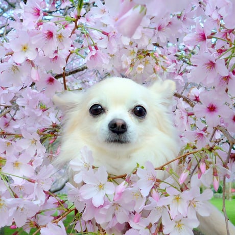 【予約販売】 ちわわん生活 チワワ 犬 シール 5枚セット SE016NN