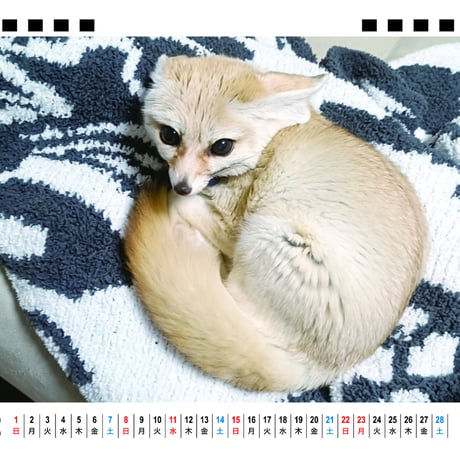 【予約販売】 フェネックギツネのてつお 2026年 卓上カレンダー TA26225