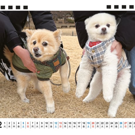 【予約販売】 ポメラニアンのポメくん 犬 2026年 卓上全面 カレンダー TA26346
