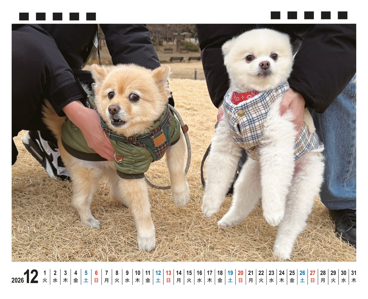 オーダー受付　ポメラニアン　5/31 オーダー受付 ポメラニアン 5/31 オーダー受付 ポメラニアン 5/31 茨城