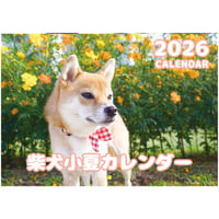 【予約販売】 柴犬 小夏 2026年 壁掛け カレンダー KA26317
