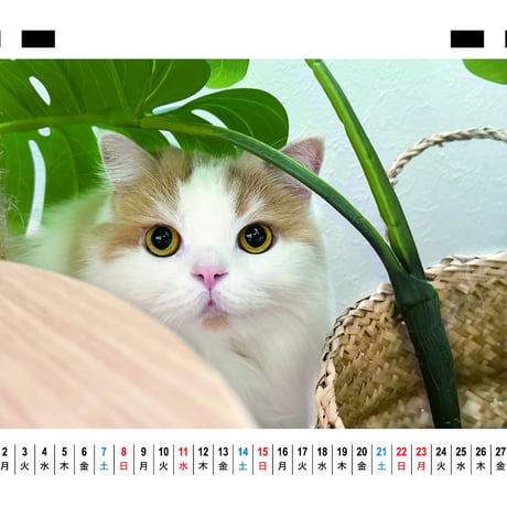 【予約販売】 レモン 猫 猫のレモンと犬のポテチちゃんねる 2026年 卓上 カレンダー TC26309