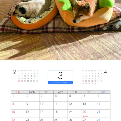 【予約販売】 ラル＆アキ パグ 柴犬 2026年 壁掛けカレンダー KA26045