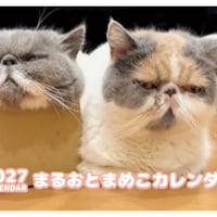 【予約販売】 まるおとまめこ 猫 2027年 壁掛け カレンダー KK27028
