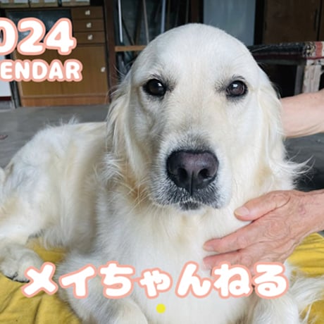 【予約販売】 ゴールデンレトリバー犬のメイ 2024年 壁掛け カレンダー KK24137