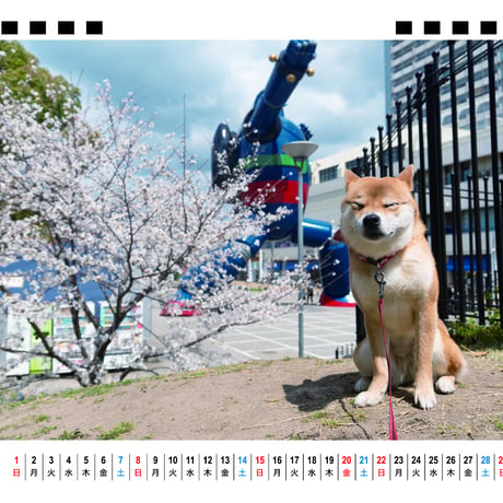 【予約販売】 柴犬 小夏 2026年 卓上 カレンダー TA26318
