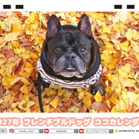 【予約販売】 フレンチブルドッグ ココ 犬 2027年 卓上全面 カレンダー TC27003