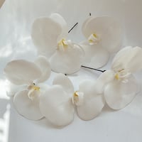 hair accessory -胡蝶蘭 white-