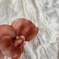 hair accessory -胡蝶蘭 terracotta pink-