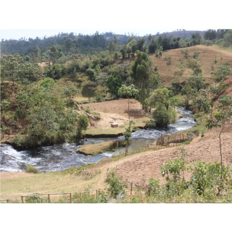 【デカフェ】THE DECAF ETHIOPIA SIDAMO G2 WASHED Mountain Water Process 100g（豆もしくは粉）