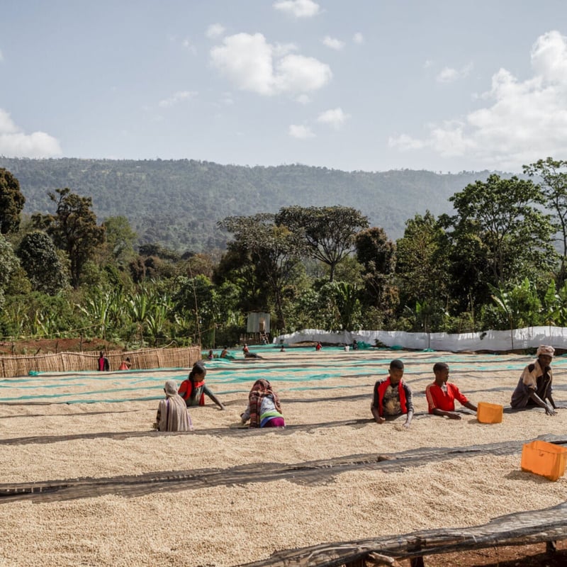 エチオピア・モカ イルガチェフェ G1・ゲデブ・チェルベサ