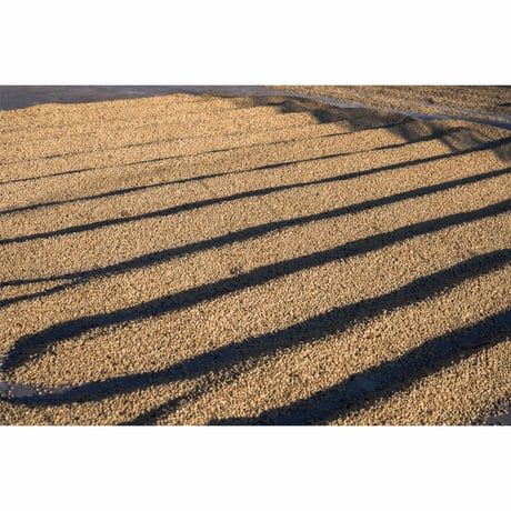 中国・雲南 プーアル・SILANJIA Coffee Farm・トリプルファーメンテーション ナチュラル 100g（豆もしくは粉）
